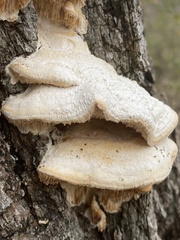 Subantrodia juniperina