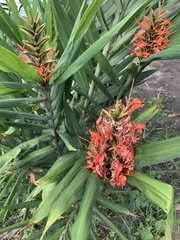 Hedychium coccineum