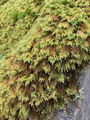 Pseudisothecium cristatum