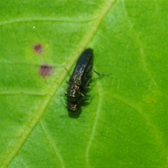 Agrilini