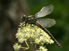 Ophiogomphus mainensis