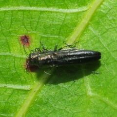 Agrilini