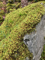 Pseudisothecium cristatum