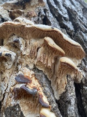 Subantrodia juniperina