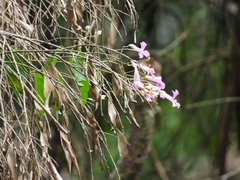 Fridericia