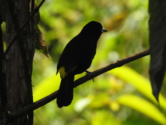 Ramphocelus flammigerus icteronotus