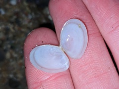 Tellinidae