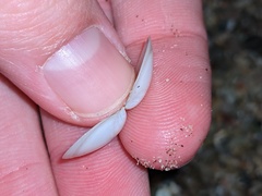 Tellinidae