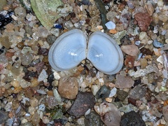 Tellinidae