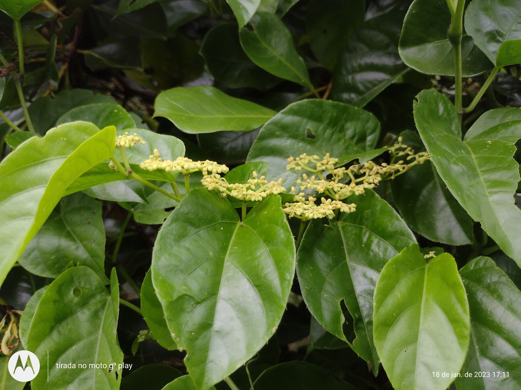 Cissus verticillata