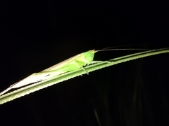 Conocephalus longipes