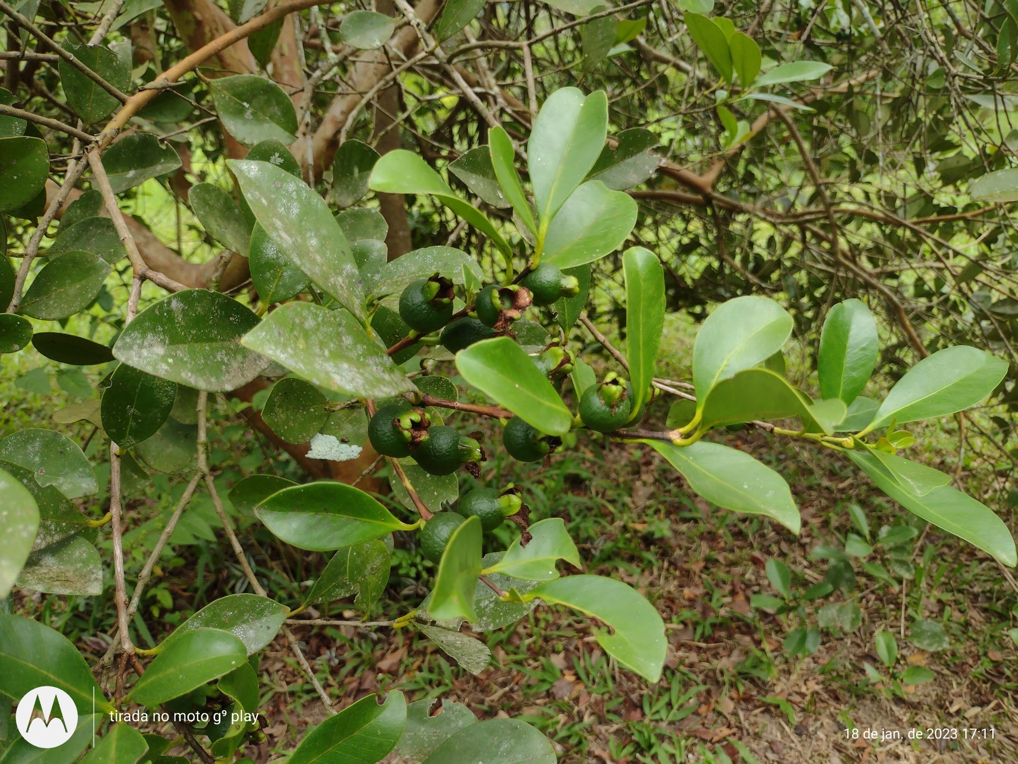 Psidium cattleianum