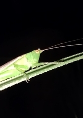 Conocephalus longipes