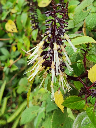 Pogostemon travancoricus · iNaturalist United Kingdom