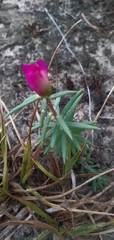 Portulaca grandiflora