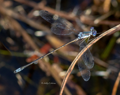 Lestes vidua