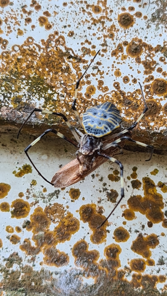 Herennia deelemanae