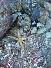 Leptasterias hexactis