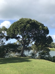 Planchonella cinerea