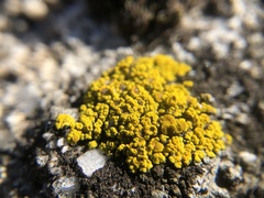 Candelariella rosulans