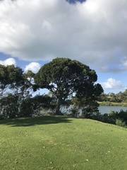 Planchonella cinerea