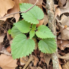 Urtica chamaedryoides