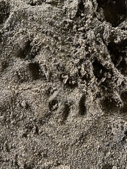 Ondatra zibethicus
