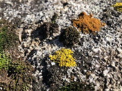Candelariella rosulans