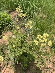 Helichrysum acutatum