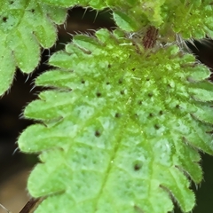 Urtica chamaedryoides