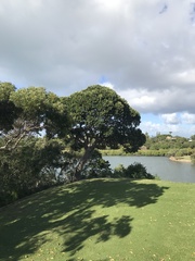 Planchonella cinerea