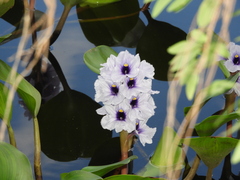 Pontederia azurea