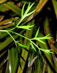 Anisotome filifolia
