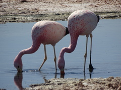 Phoenicoparrus andinus