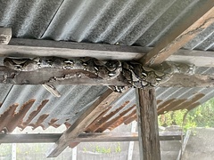 Malayopython reticulatus