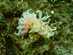 Phyllodesmium serratum