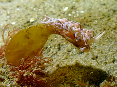Phyllodesmium serratum