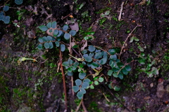 Pellaea rotundifolia