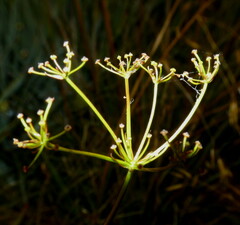 Anisotome filifolia
