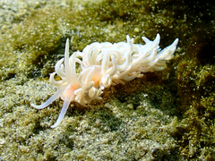 Phyllodesmium serratum