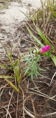 Portulaca grandiflora
