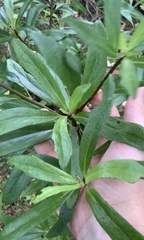 Brachyglottis kirkii