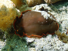 Dendrodoris arborescens
