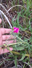 Portulaca grandiflora