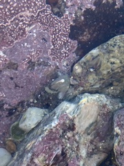 Oligocottus rubellio