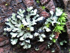 Phaeophyscia pusilloides