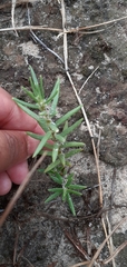 Portulaca grandiflora