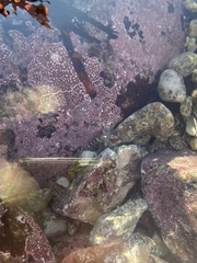 Oligocottus rubellio