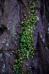 Pyrrosia eleagnifolia