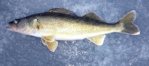 Walleye